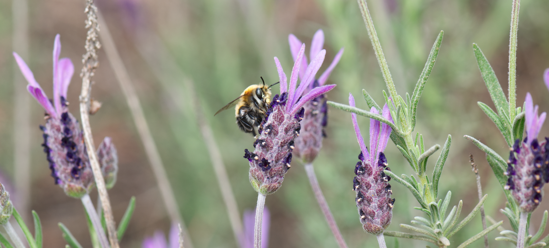 Eucera hispaliensis en Lavandula pedunculata. Foto: Curro Molina