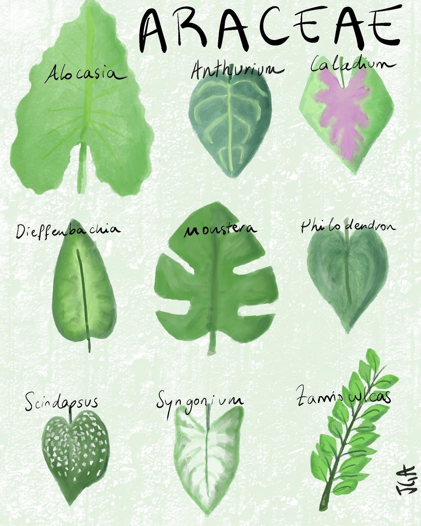 Araceae family